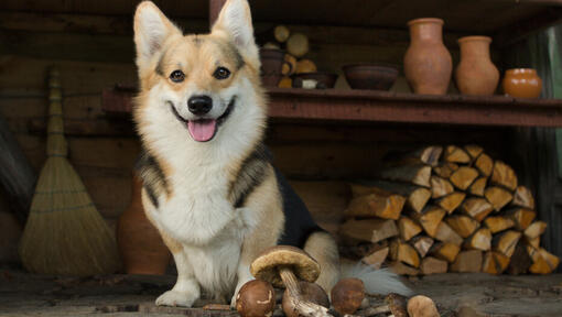 Can dogs outlet eat cooked mushrooms